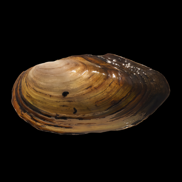 Swan Mussel Anodonta Cygnea 5cm - Real Aquatics
