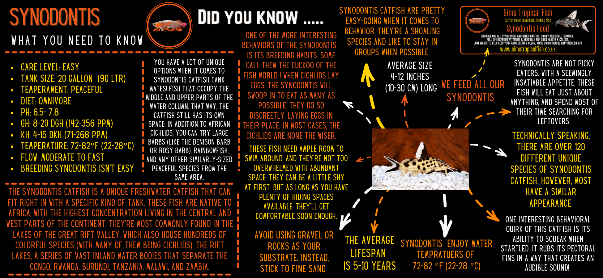 Malawi Squeaker Catfish Synodontis Njasse 5cm - Real Aquatics