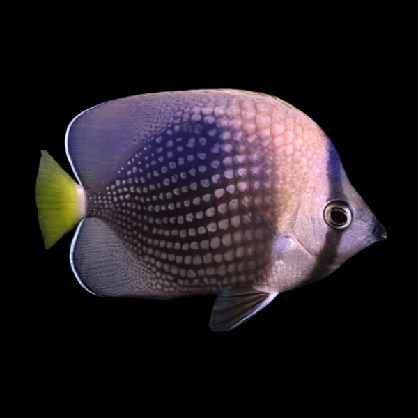 Tahitian Butterfly Fish Chaetodon Trichrous - Real Aquatics