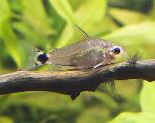 Tail Spot Dwarf Corydoras Hastatus 2cm Catfish - Real Aquatics