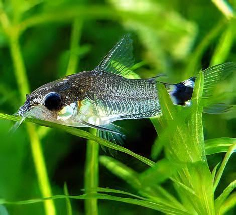 Tail Spot Dwarf Corydoras Hastatus 2cm Catfish - Real Aquatics