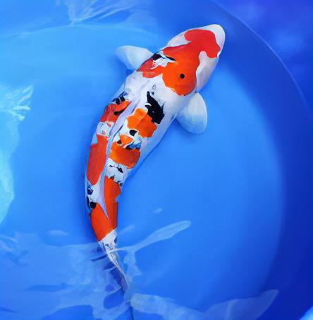 Taisho Sanke Grade A Koi Carp Cyprinus Carpio - Real Aquatics