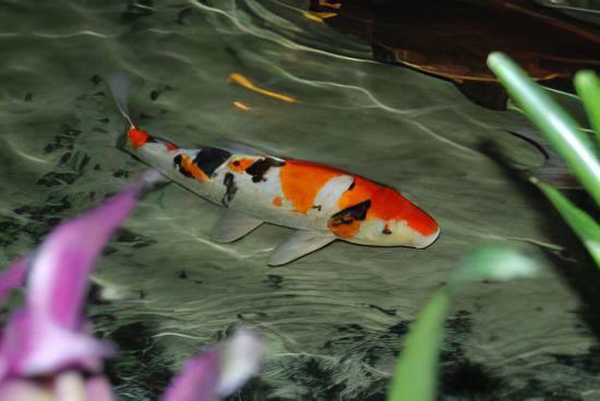 Taisho Sanke Grade A Koi Carp Cyprinus Carpio - Real Aquatics