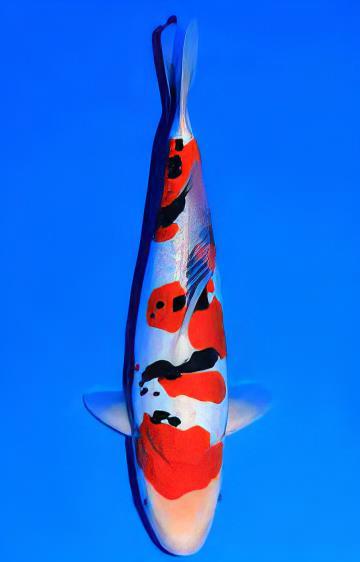 Taisho Sanke Grade A Koi Carp Cyprinus Carpio - Real Aquatics