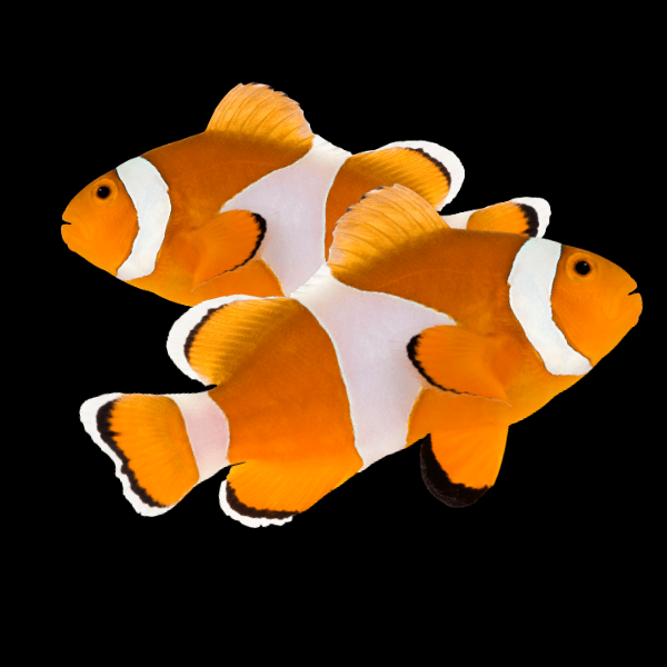 Tangerine Common Clownfish Amphiprion Ocellaris Pair - Real Aquatics