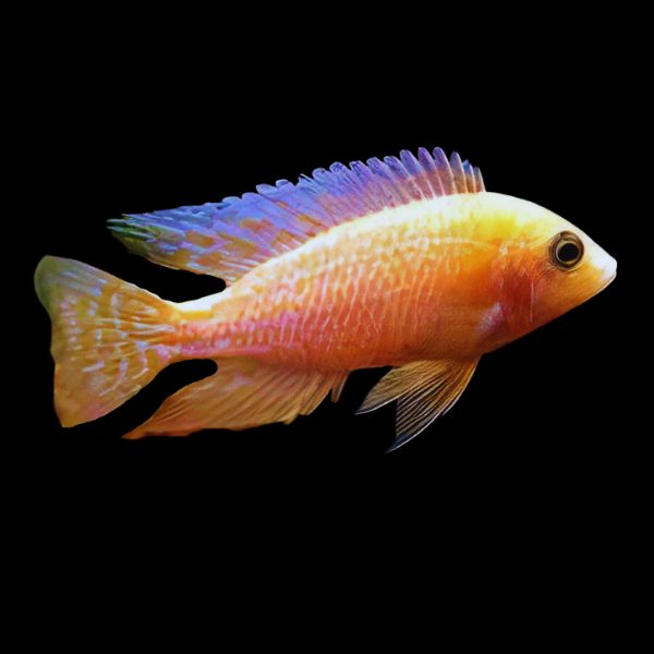 Aulonocara Tangerine Peacock Malawi African Cichlid
