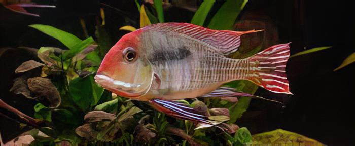 Geophagus Tapajos Hondae Red Head 4cm - Real Aquatics