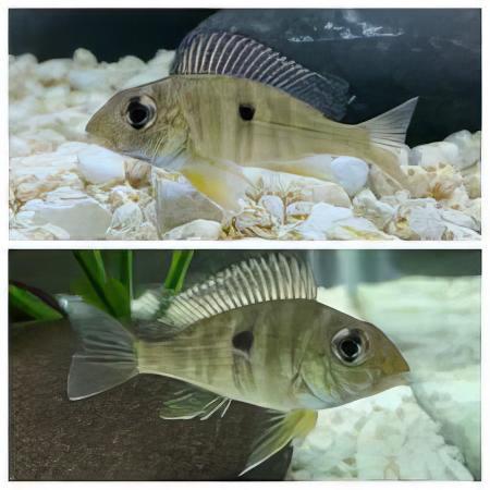 Geophagus Tapajos Hondae Red Head 4cm - Real Aquatics