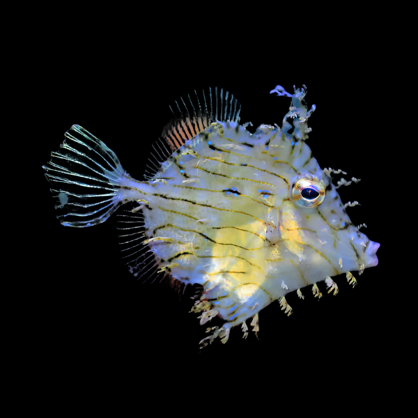 Tassel File Fish Chaetodermis Pencilligerus - Real Aquatics