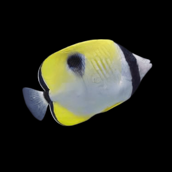 Teardrop Butterfly Fish Chaetodon Unimaculatus - Real Aquatics