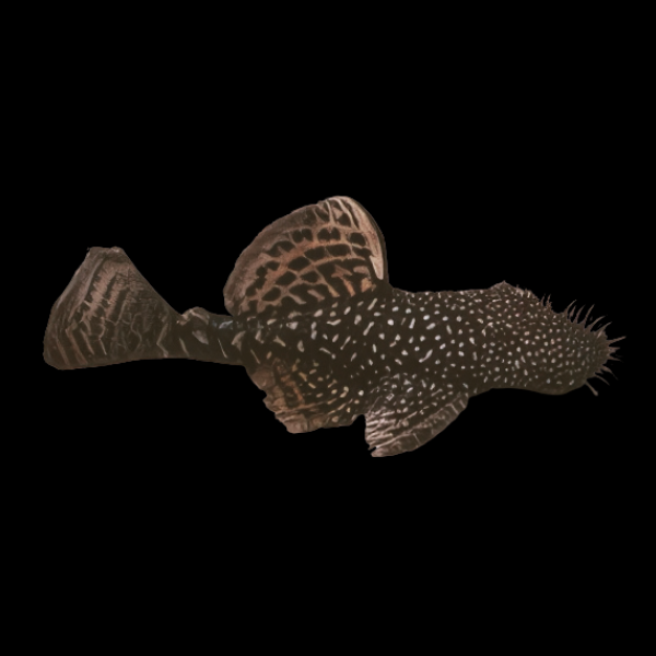 Temminckii Bristlenose Pleco Ancistrus Temminckii 5cm - Real Aquatics
