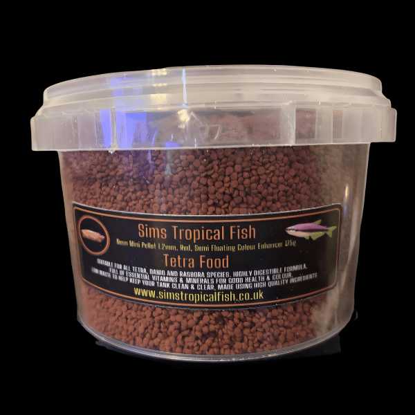 Gold Ring Spotted Burmese Brachydanio Tiniwini 2cm - Real Aquatics