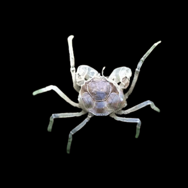 Thai Micro Crab Limnopilos Naiyanetr 1cm - Real Aquatics