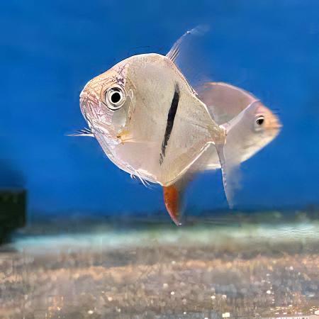 Black Banded Pacu Thin Bar Dollar Myleus Schomburgkii 5cm - Real Aquatics