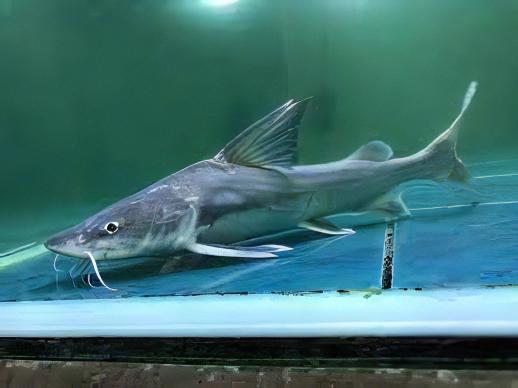 Thor Armoured Sea Catfish Hemiarius Stormii 20cm - Real Aquatics