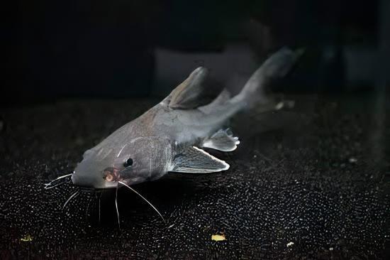 Thor Armoured Sea Catfish Hemiarius Stormii 20cm - Real Aquatics