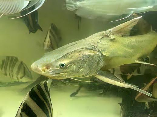 Thor Armoured Sea Catfish Hemiarius Stormii 20cm - Real Aquatics