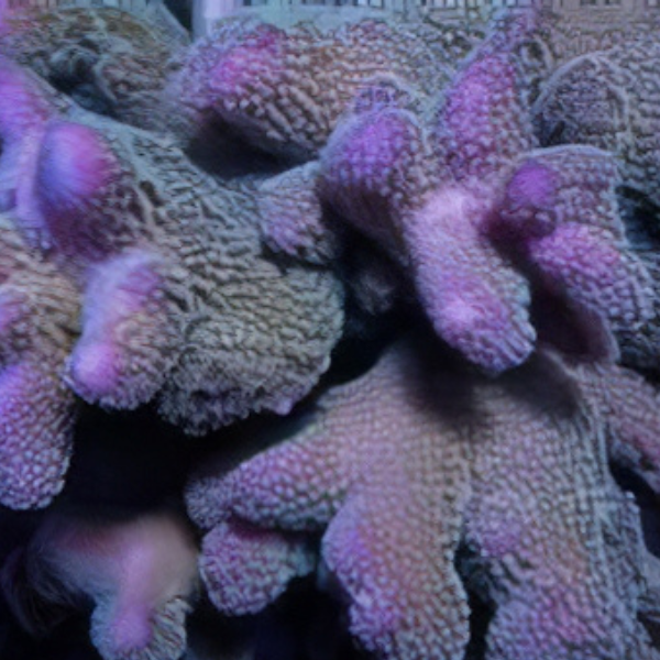 Thorn Hard Coral Stylophora Sp - Real Aquatics