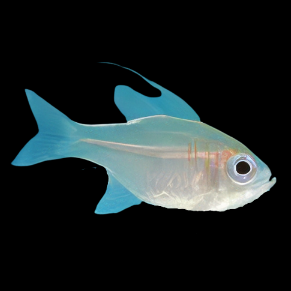 Thread Fin Cardinal Zoramia Leptacantha - Real Aquatics