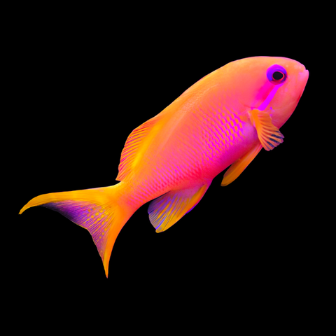 Marine Anthias