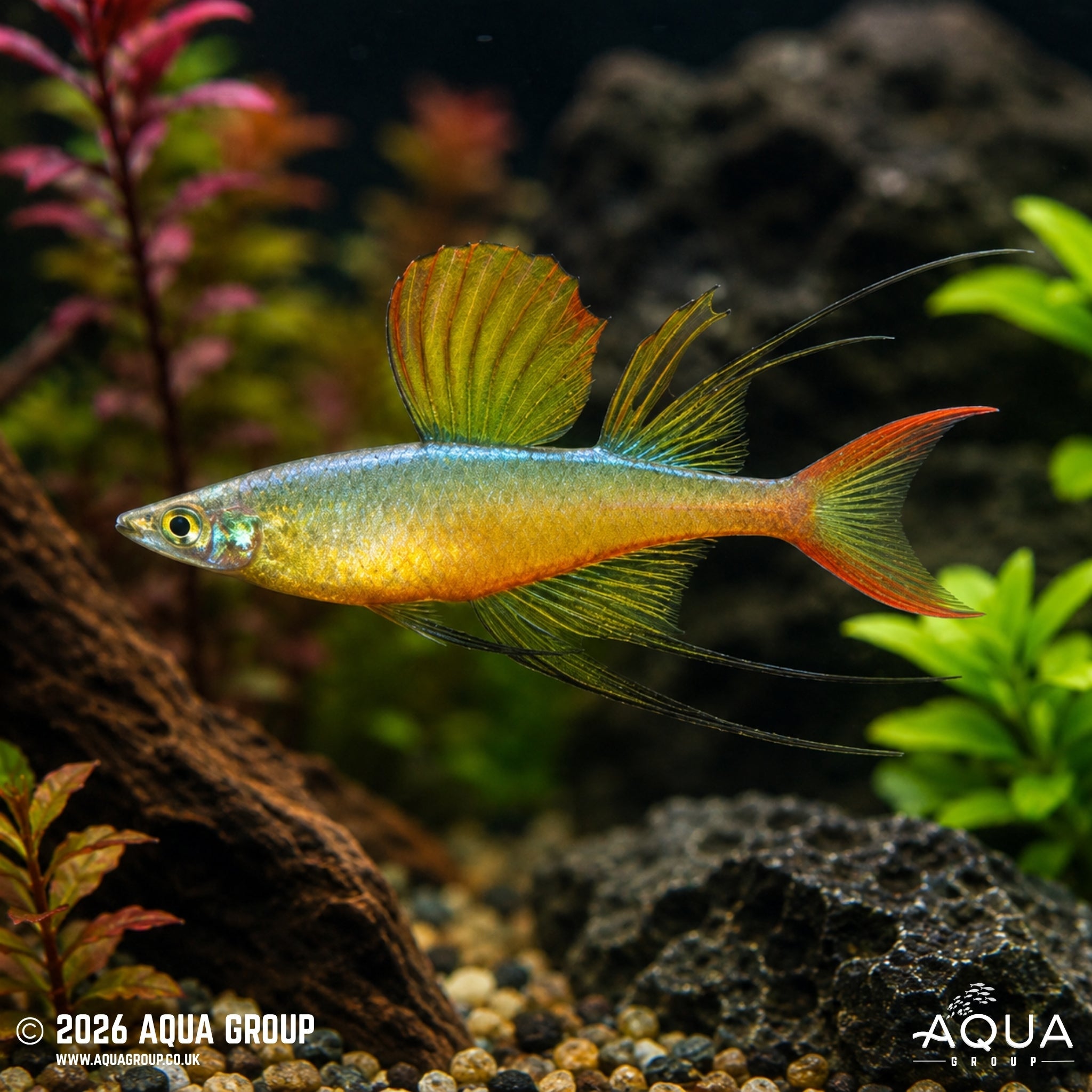 Threadfin Rainbowfish (Iriatherina werneri)