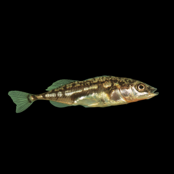Three Spined Stickleback Gasterosteus Aculeatus 3cm - Real Aquatics