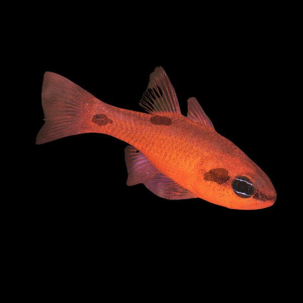 Three Spot Flame Cardinal Apogon Maculatus - Real Aquatics