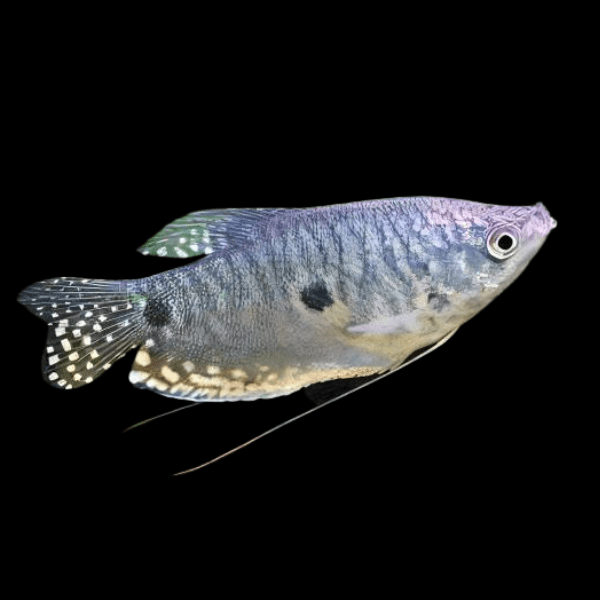 Three Spot Gourami Trichopodus Trichopterus 5cm - Real Aquatics