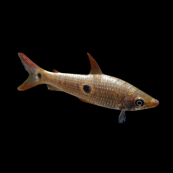 Three Spot Head stander Pseudanos Trimaculatus 5cm - Real Aquatics