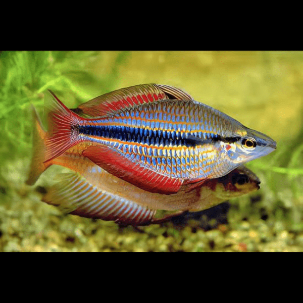 Three Stripe Rainbowfish Melanotaenia Trifasciatus 5cm - Real Aquatics