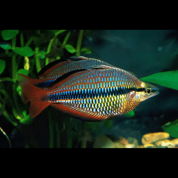 Three Stripe Rainbowfish Melanotaenia Trifasciatus 5cm - Real Aquatics