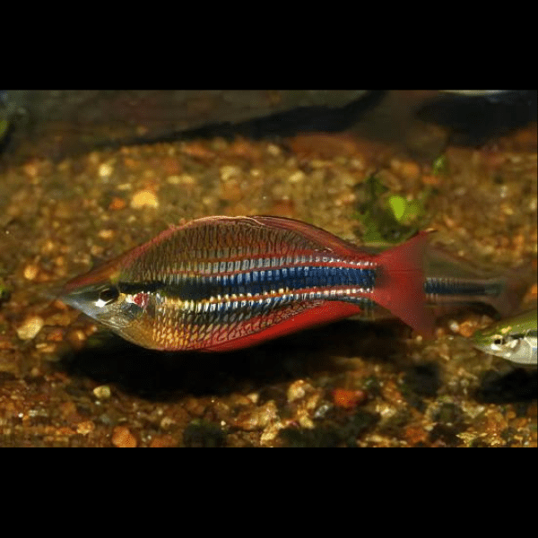 Three Stripe Rainbowfish Melanotaenia Trifasciatus 5cm - Real Aquatics