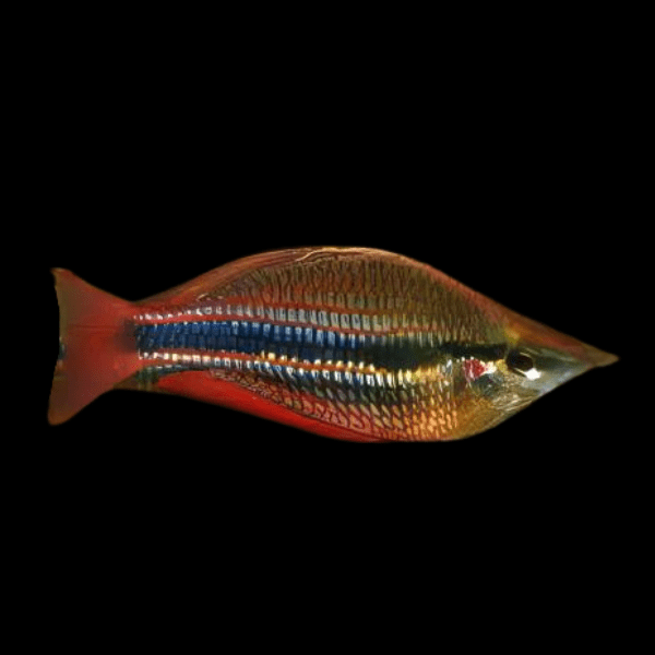 Three Stripe Rainbowfish Melanotaenia Trifasciatus 5cm - Real Aquatics
