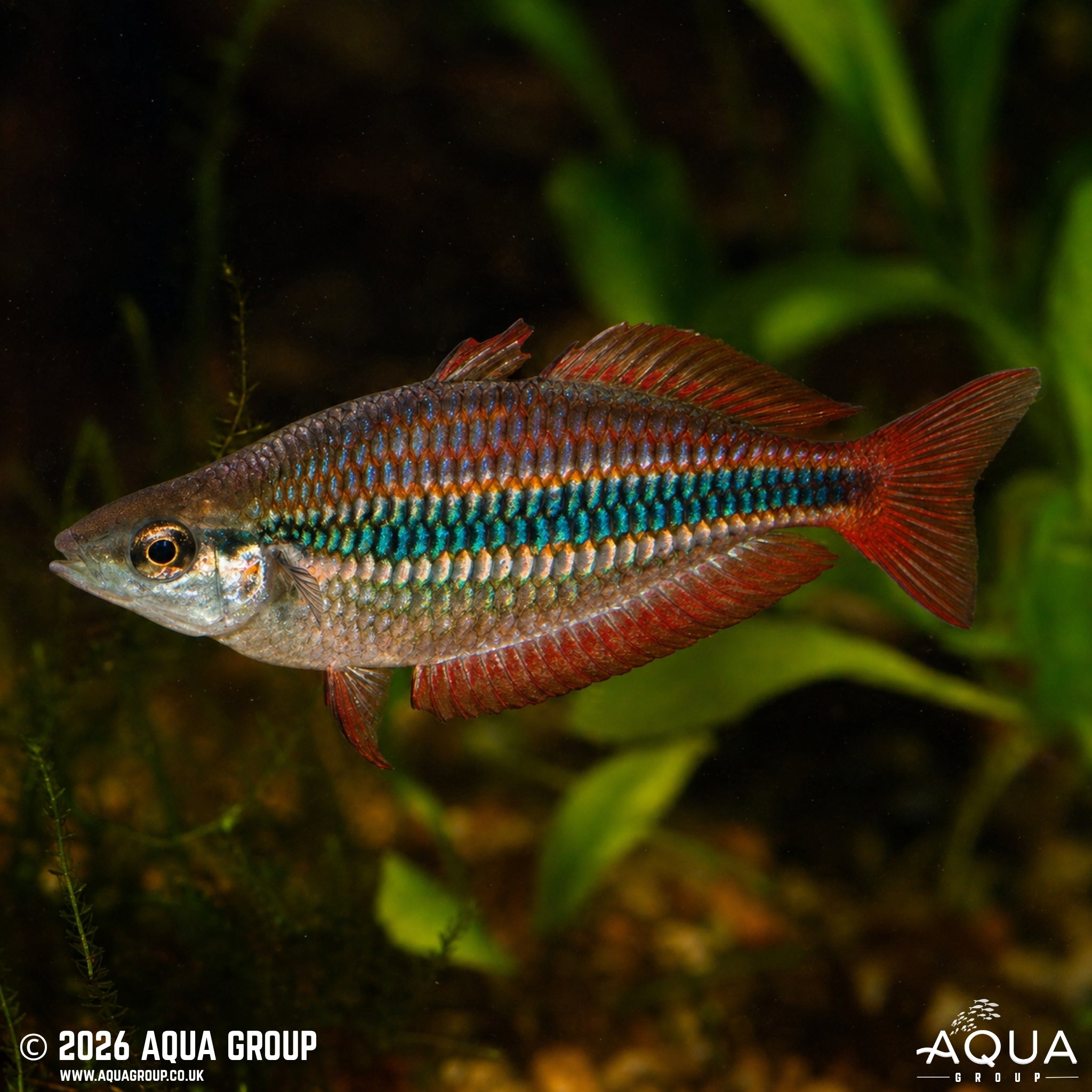 Blyth River Banded Rainbowfish (Melanotaenia trifasciata)