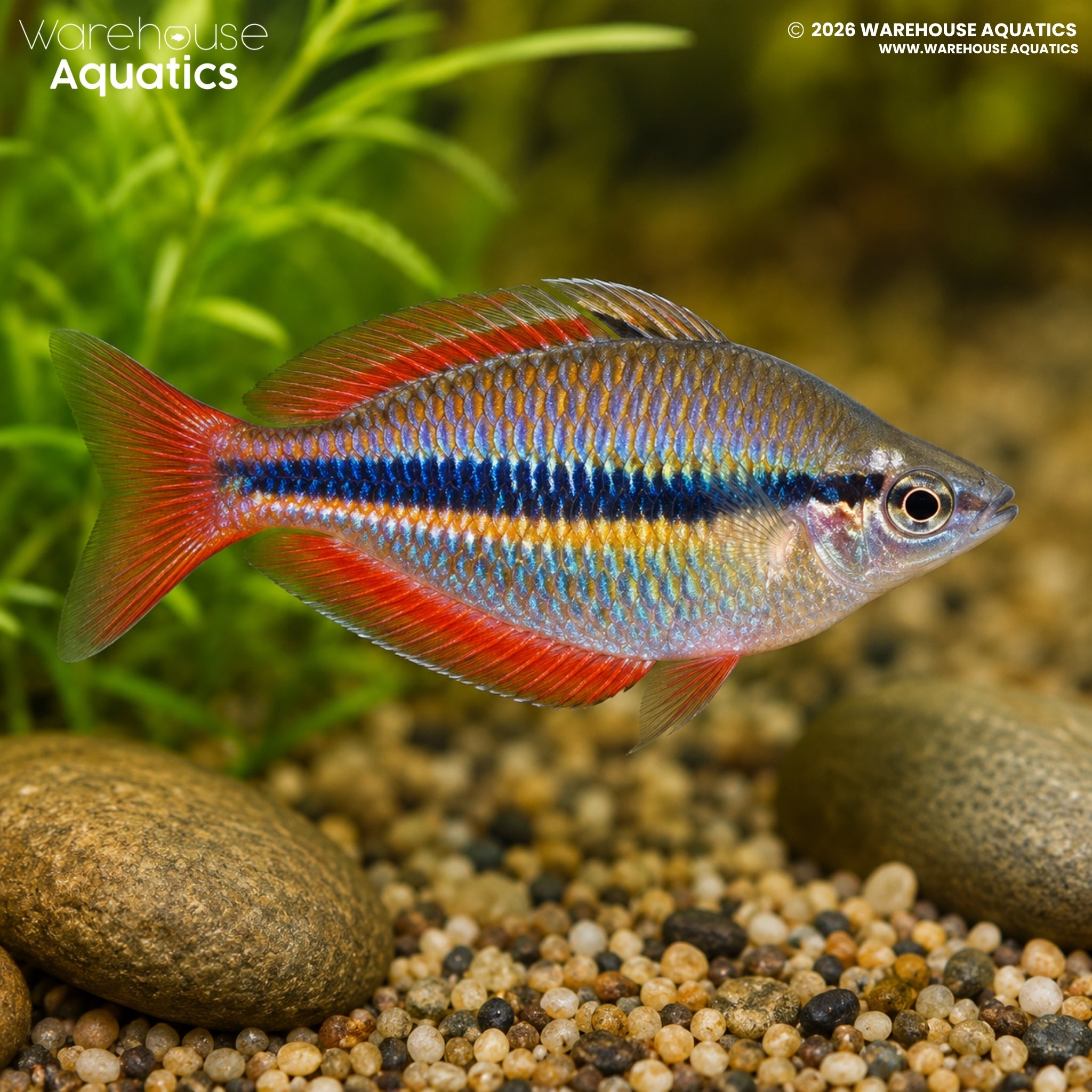 Blyth River Banded Rainbowfish (Melanotaenia trifasciata)
