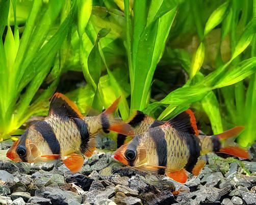 Tiger Barb Puntius Tetrazona 3cm - Real Aquatics