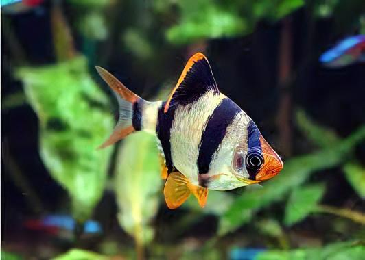 Tiger Barb Puntius Tetrazona 3cm - Real Aquatics