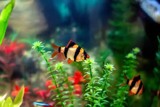 Tiger Barb Puntius Tetrazona 3cm - Real Aquatics