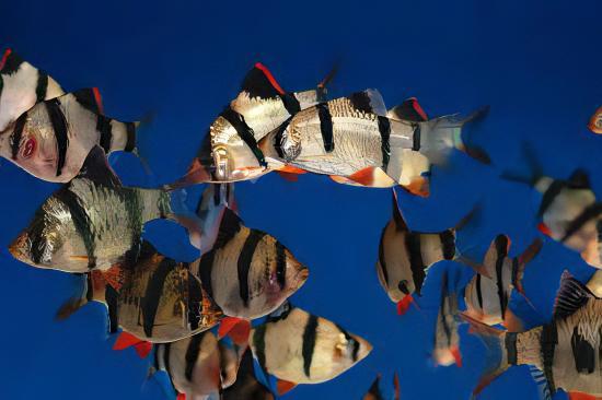 Tiger Barb Puntius Tetrazona 3cm - Real Aquatics