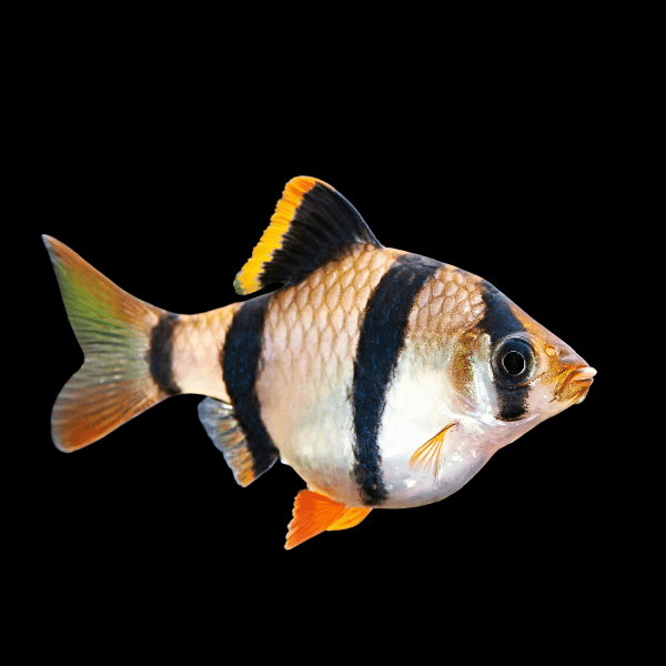Tiger Barb Puntius Tetrazona 3cm - Real Aquatics