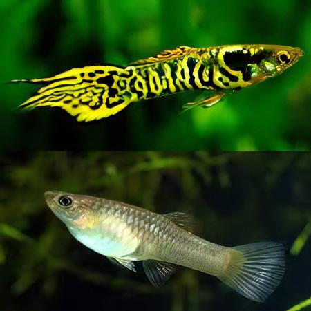 Tiger Male Endler Guppy Fish Poecilia Wingei 3cm - Real Aquatics