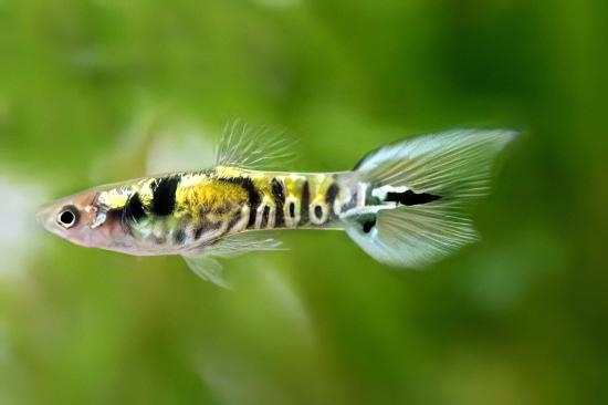 Tiger Male Endler Guppy Fish Poecilia Wingei 3cm - Real Aquatics