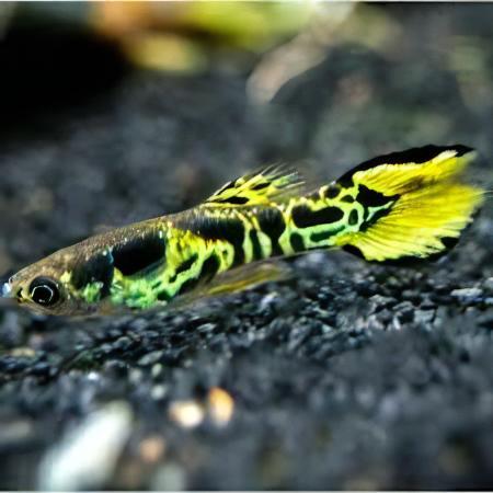 Tiger Male Endler Guppy Fish Poecilia Wingei 3cm - Real Aquatics