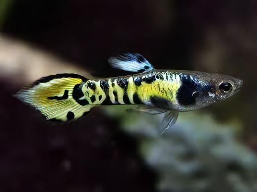 Tiger Male Endler Guppy Fish Poecilia Wingei 3cm - Real Aquatics
