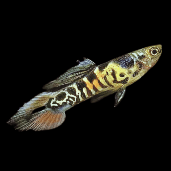Tiger Male Endler Guppy Fish Poecilia Wingei 3cm - Real Aquatics