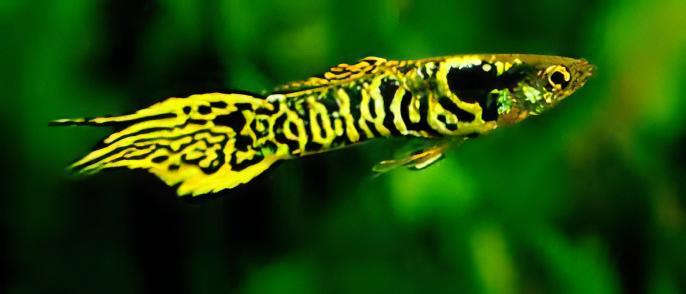 Tiger Male Endler Guppy Fish Poecilia Wingei 3cm - Real Aquatics
