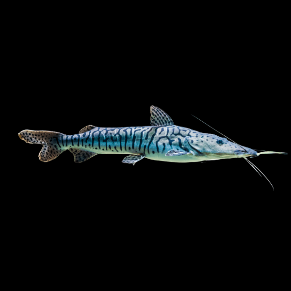 Tiger Shovelnose Catfish Pseudoplatystoma Fasciatum 6cm - Real Aquatics