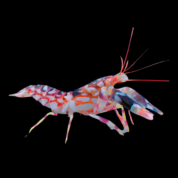 Tiger Shrimp Alpheus Bellulus - Real Aquatics