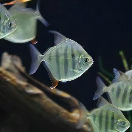 Metynnis Tiger Silver Dollar Metynnis Hypsauchen Fasciatus 5cm - Real Aquatics