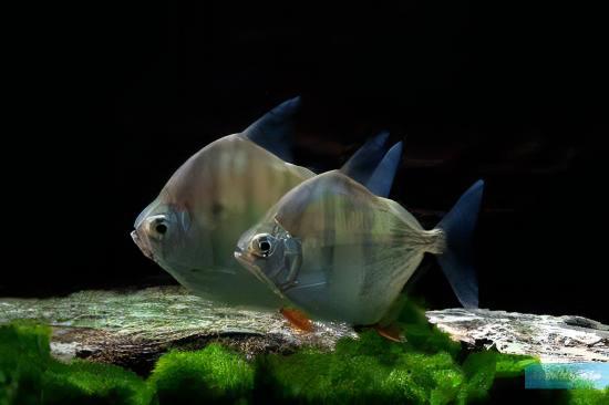 Metynnis Tiger Silver Dollar Metynnis Hypsauchen Fasciatus 5cm - Real Aquatics